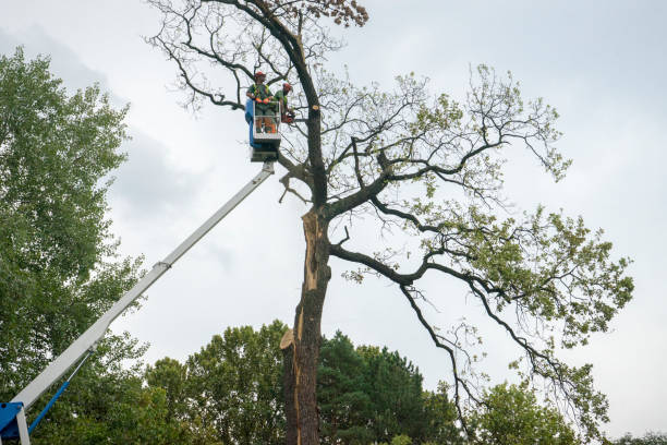 Emergency Storm Tree Removal in Benjamin, UT